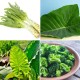 vegetable 